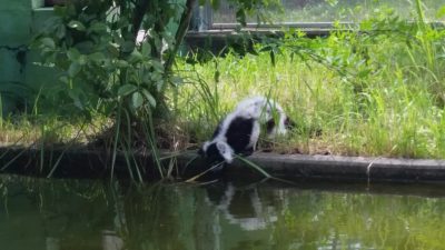 池の水を飲んでるワオキツネザル