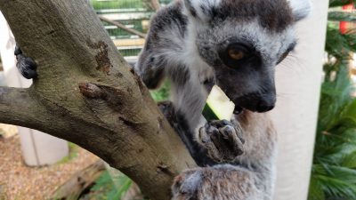 スイカをテツに