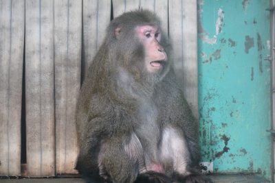 ノビル
