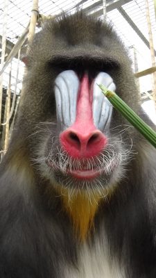 キンシャサ