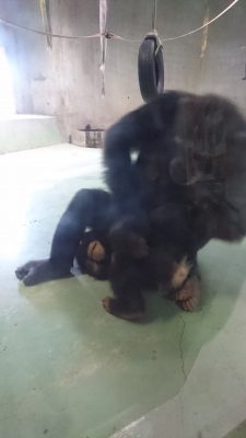 マルコにくすぐられるマモル