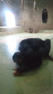 マルコにハムハムされるマモル