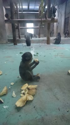 食事中のイラーリ