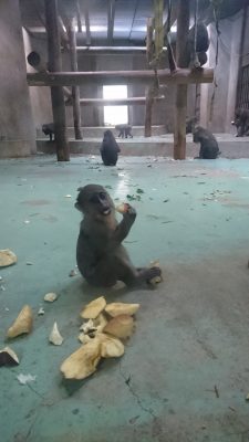 カメラ目線のイラーリ