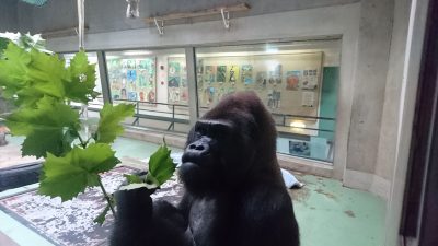 プラタナスの葉を食べるタロウ