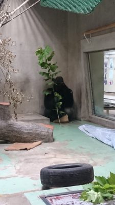 プラタナスを食べるタロウ2