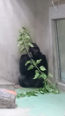 桑の葉を食べるタロウ
