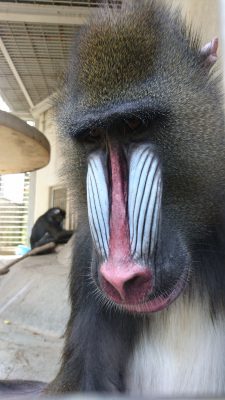 ニースケ顔