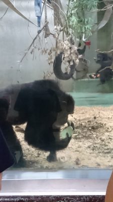 食べはじめるデンスケ