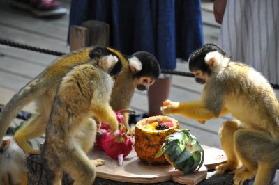 リスザルとトロピカルフルーツ