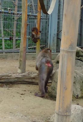 竹登り