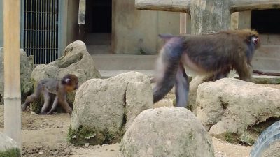 デコとイラーリ