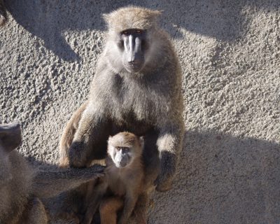 ロマノとナイト