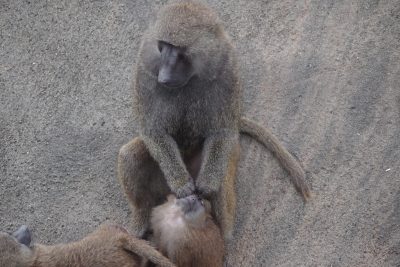 毛づくろいしてます！