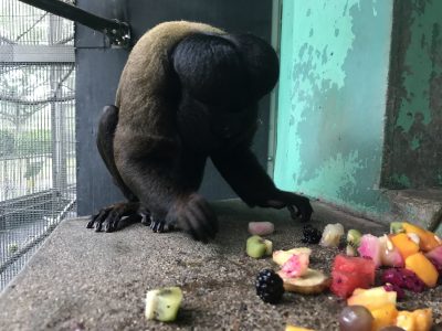 レグルスとトロピカルフルーツ