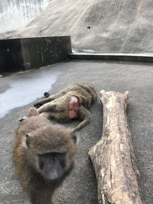 忍び寄る影