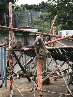 大あくび！