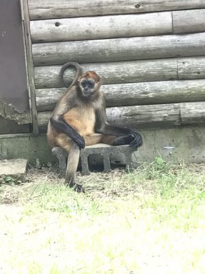 チロル