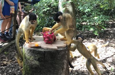 リスザルが食べています