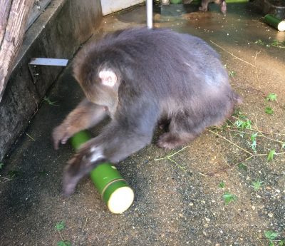 転がす