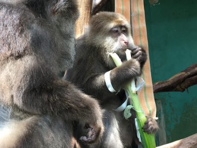 サムと長ネギ