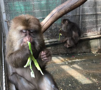 青ネギ
