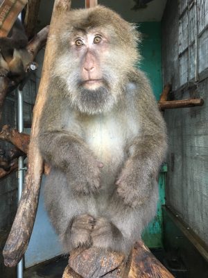 サム
