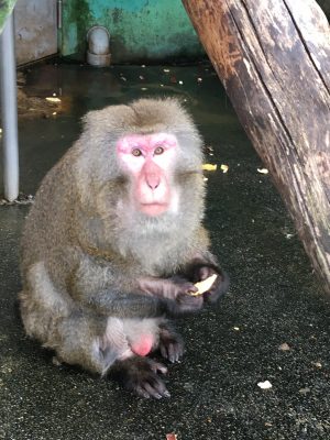 ノビル2