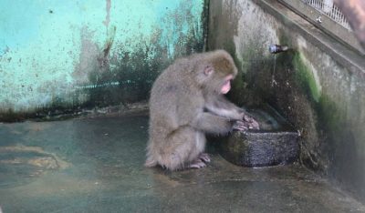 タンポポ2