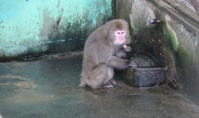 タンポポ3
