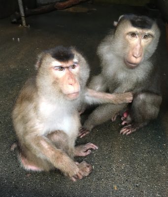 ジャズとマロン