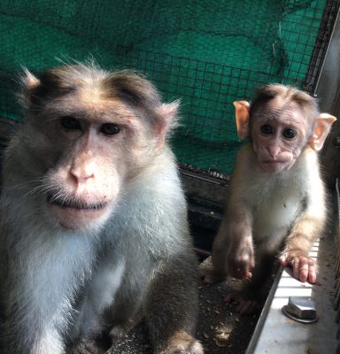 チョウとショウグン