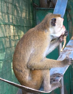 バナナを食べる2