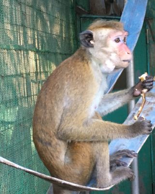 バナナを食べる1