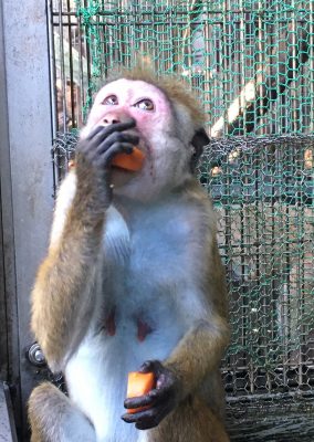 ニンジンを食べる