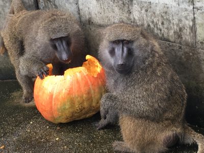カボチャを食べる若オス