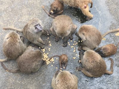 イナリとオスたち