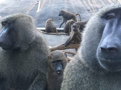 ナッシュとダンゴ