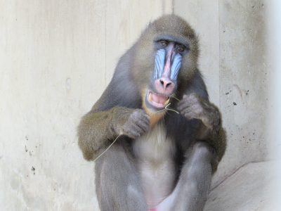 枝をかじるヤッシの変な顔