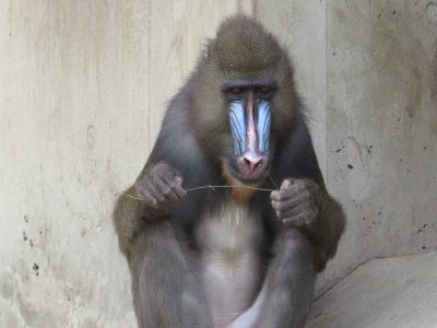 枝をかじつヤッシ