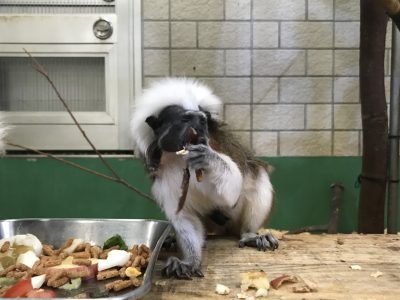 美味しそうにごはんを食べるシーちゃん