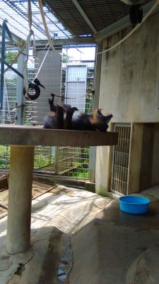 ひとり大あくび