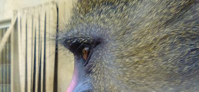 デイ