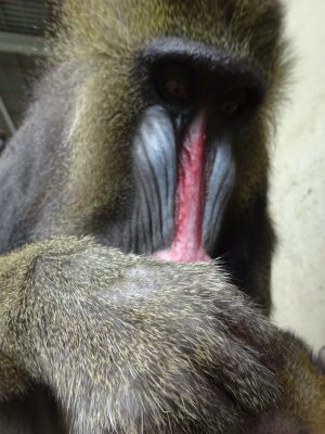 デコ