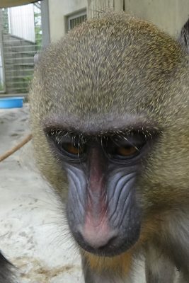 ディスコ