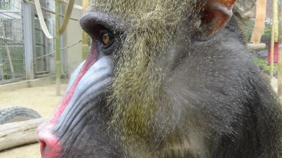 デコ