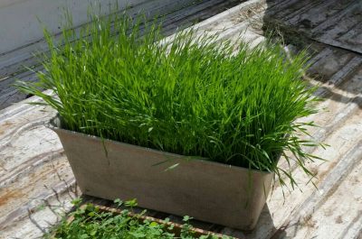 小麦の苗