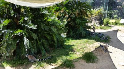 ワオキツネザルたち日影に
