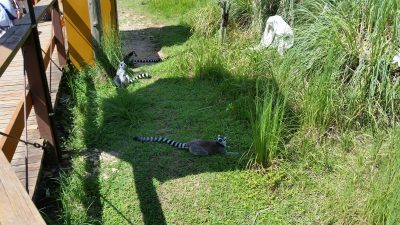 ワオキツネザルパラソルの影に