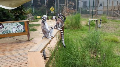 手すりにワオキツネザル